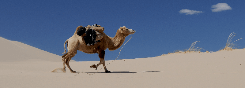Camellos en la carretera